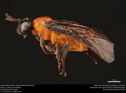 Argid sawfly (Argidae, Sphacophilus apios (Ross)) (37534853091).jpg