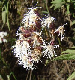 Aristeguietia salvia (8470070678).jpg