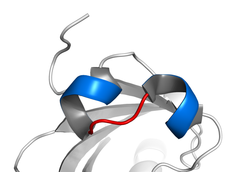 File:Basic helix loop helix.png