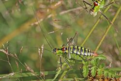 Bellied bright bush-cricket (Poecilimon thoracicus) female.jpg