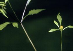 Bidens discoidea NRCS-1.jpg