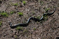 Black-bellied Swamp Snake (Hemiaspis signata).jpg