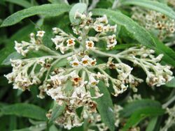 Budd. loricata flowers.jpg