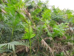 Bush of Calamus tenuis 4.jpg