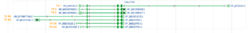 C4orf36 Transcript Variants.png