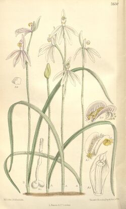 Caladenia carnea - Curtis' 124 (Ser. 3 no. 54) pl 7630 (1898).jpg