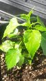 Capsicum chacoense plant before flowering.jpg