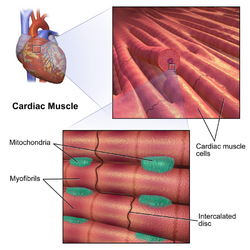 Cardiac Muscle.png