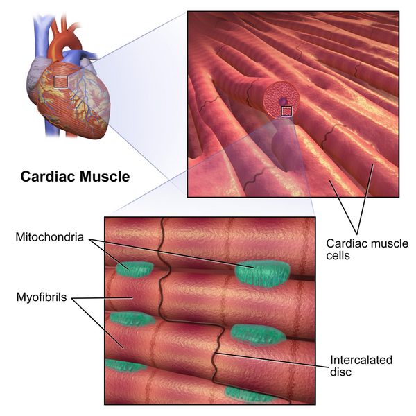 File:Cardiac Muscle.png