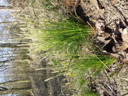 Carex alba sl15.jpg