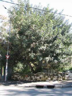 Carob tree.jpg