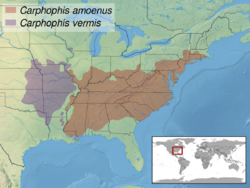Carphophis sp. distribution.png