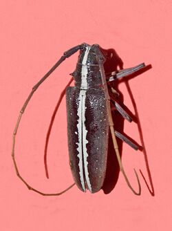 Cerambycidae - Taeniotes scalatus.jpg