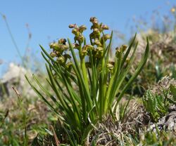 Chamorchis alpina 250708d.jpg