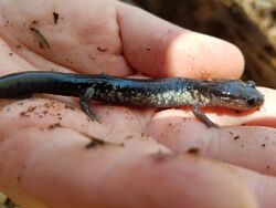 Chattahoochee slimy salamander (Plethodon chattahoochee).jpg