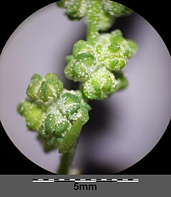 Chenopodium opulifolium sl16.jpg
