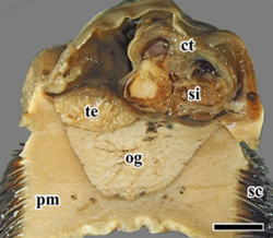 A cross section with dark scales on its sides, a large foot in light color, a large oesophageal gland of light color inside the body. Other parts of the body are light brown.