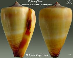 Conus fuscoflavus 1.jpg
