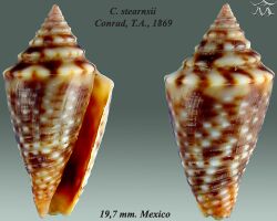 Conus stearnsii 2.jpg