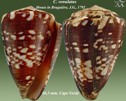 Conus venulatus 1.jpg