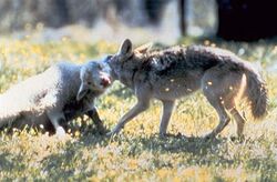 Coyote with typical hold on lamb.jpg