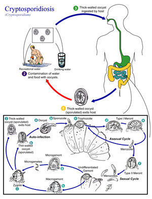 Cryptosporidiosis 01.png