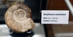 Dactylioceras semicelatum - Naturhistorisches Museum, Braunschweig, Germany - DSC05126.JPG