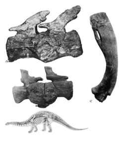 Deforming arthritides in the dinosaur Wellcome M0009211.jpg