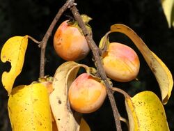 Diospyros virginiana-fruit.jpg