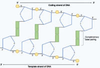 Shows the two polynucleotide strands within the DNA molecule joined by hydrogen bonds between complementary base pairs. One strand runs in the 5' to 3' direction and the complementary strands runs in the opposite direction 3' to 5' as it is antiparallel.