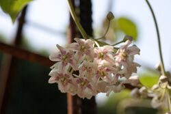 Dregea sinensis - Fleurs-2.jpg