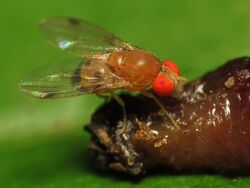 Drosophilid Fly - Flickr - treegrow (7).jpg