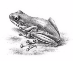 Duellmanohyla uranochroa.png