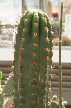 Echinopsis clavata 02 SSZ.jpg