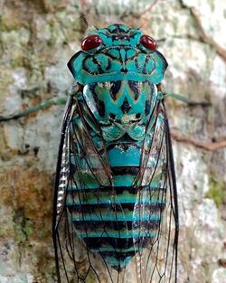 Emerald Cicada (24694616316).jpg