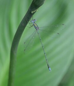 Emerald spreadwing4 (lestes elatus) പച്ച ചേരാച്ചിറകൻ male.jpg