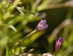 Epilobium coloratum (3274651544).jpg