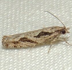 Epinotia sotipena – Black Dash Epinotia Moth.jpg