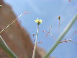 Eriogonum thomasii.jpg