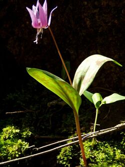 Erythronium dens-canis AT2.JPG