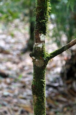 Erythroxylum macrophyllum 0zz.jpg