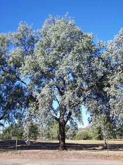 Eucalyptus-melanophloia-1.jpg