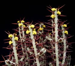 Euphorbia aeruginosa3 ies.jpg