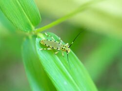 Eutetrapha ocelota yatumekmkr04.jpg