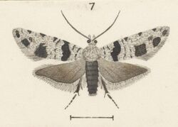 Fig 7 MA I437626 TePapa Plate-XXVII-The-butterflies full (cropped).jpg