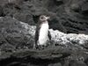 Galápagos Penguin (Spheniscus mendiculus) -standing on rock.jpg