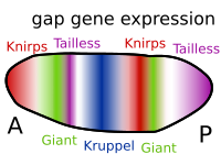 File:Gap gene expression.svg