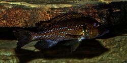 Gnathochromis permaxillaris - Karlsruhe Zoo 01.jpg
