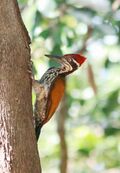 Greater flameback woodpecker male.jpg