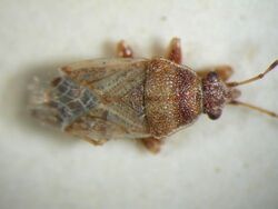 Hemiptera Crompus Opacus.jpg